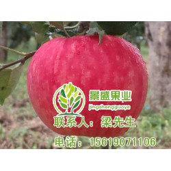 陕西洛川苹果,景盛果业,陕西洛川苹果礼盒