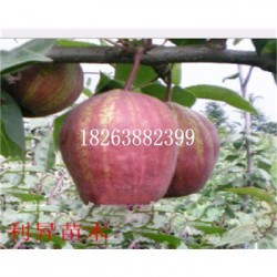 喜水梨树嫁接苗优质供应商梨树怎么种植产量