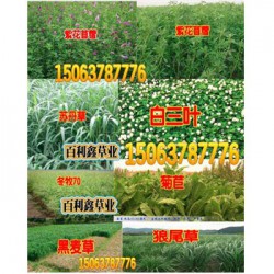 绿化花草种类优质高产牧草品种简介