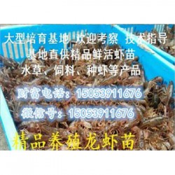 社旗县哪里有品种好的虾苗卖—淡水龙虾养殖