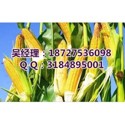 收购玉米的单位_收购玉米_民发养殖