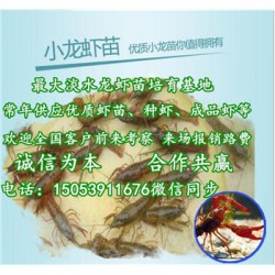 河口哪里有品种好的虾苗卖—淡水龙虾养殖技