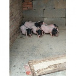 藏香猪养殖场广东吴川市周边哪里有卖小巴马