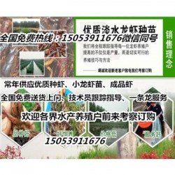 怀宁县淡水龙虾苗批发价格—种虾厂家出售价