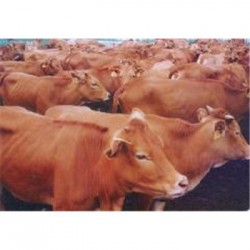 新疆黄牛养殖场