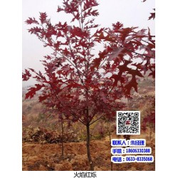 火焰红栎种植技术,陕西火焰红栎,舜枫农林