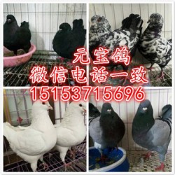 津南元宝鸽养殖场哪里的元宝鸽便宜